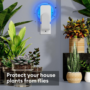 Indoor Fly Trap