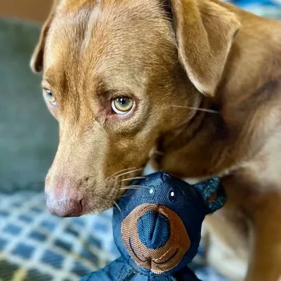 Brinquedo Mordedor Durável para Cães - Borracha Natural de Alta Resistência para Cães que Mordem Forte