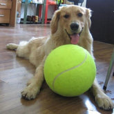 Bola de tênis grande para seu cachorro – XXL – 24 cm de diâmetro