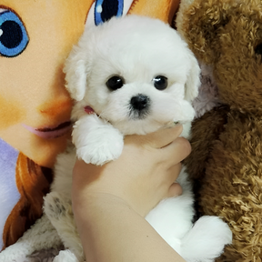 Cachorro de Pelúcia Realista - Lucky - Companheiro Macio e Fofinho para Crianças e Colecionadores