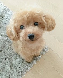 Cachorro de Pelúcia Realista - Lucky - Companheiro Macio e Fofinho para Crianças e Colecionadores