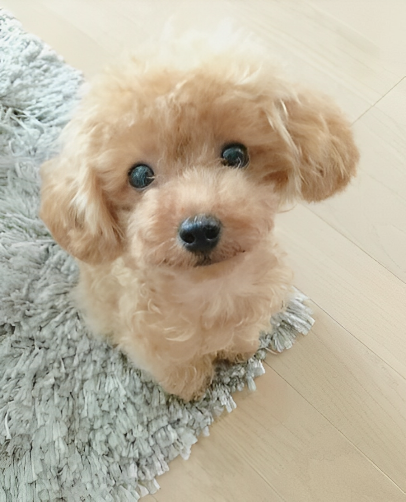 Cachorro de Pelúcia Realista - Lucky - Companheiro Macio e Fofinho para Crianças e Colecionadores