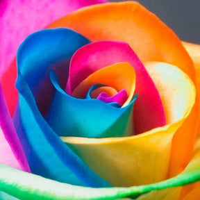 Rainbow Rose Seeds