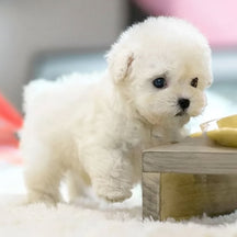 Brinquedo Interativo para Cães Filhote Robótico Companheiro Realista