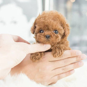 Brinquedo Interativo para Cães Filhote Robótico Companheiro Realista