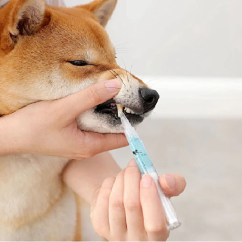Saúde Bucal dos Pets por Meio da Reparação e Prevenção de Doenças