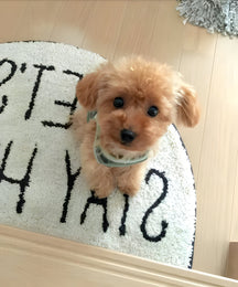 Realistic Teddy Dog Lucky | Plush Puppy