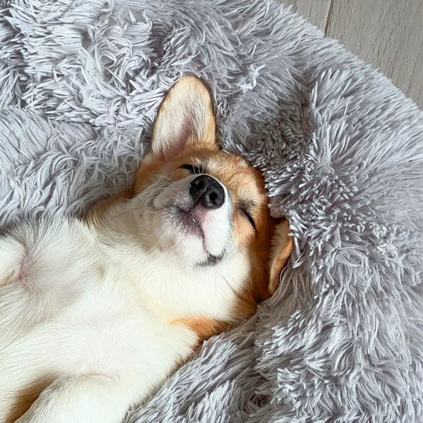 Cama Calmante para Cães
