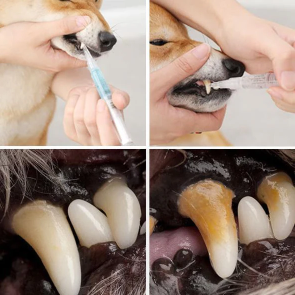 Saúde Bucal dos Pets por Meio da Reparação e Prevenção de Doenças
