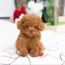 Cachorro de Pelúcia Realista - Lucky - Companheiro Macio e Fofinho para Crianças e Colecionadores