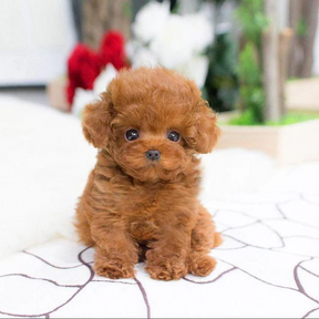 Cachorro de Pelúcia Realista - Lucky - Companheiro Macio e Fofinho para Crianças e Colecionadores