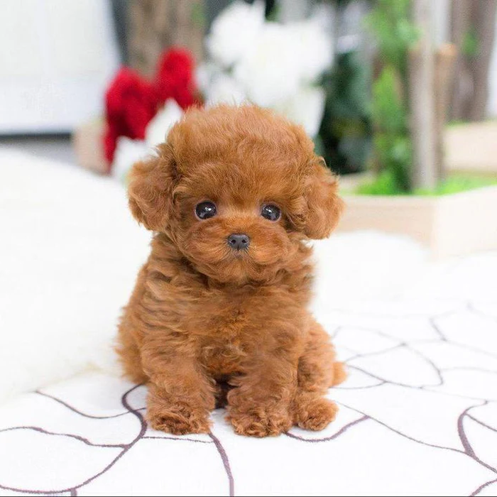 Cachorro de Pelúcia Realista - Lucky - Companheiro Macio e Fofinho para Crianças e Colecionadores