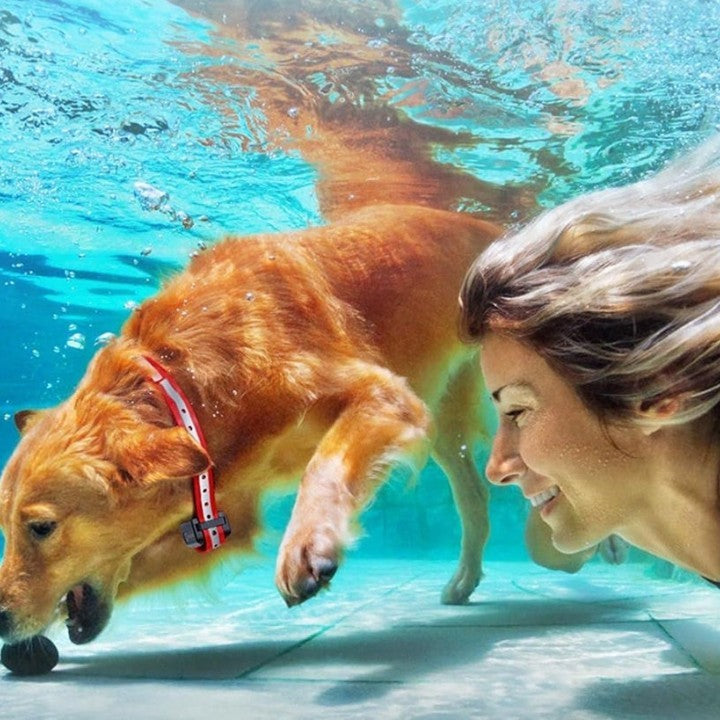 Coleira de Adestramento para Cães com Controle Remoto – Alcance de 1000m, Modo de Vibração e Sinal Sonoro