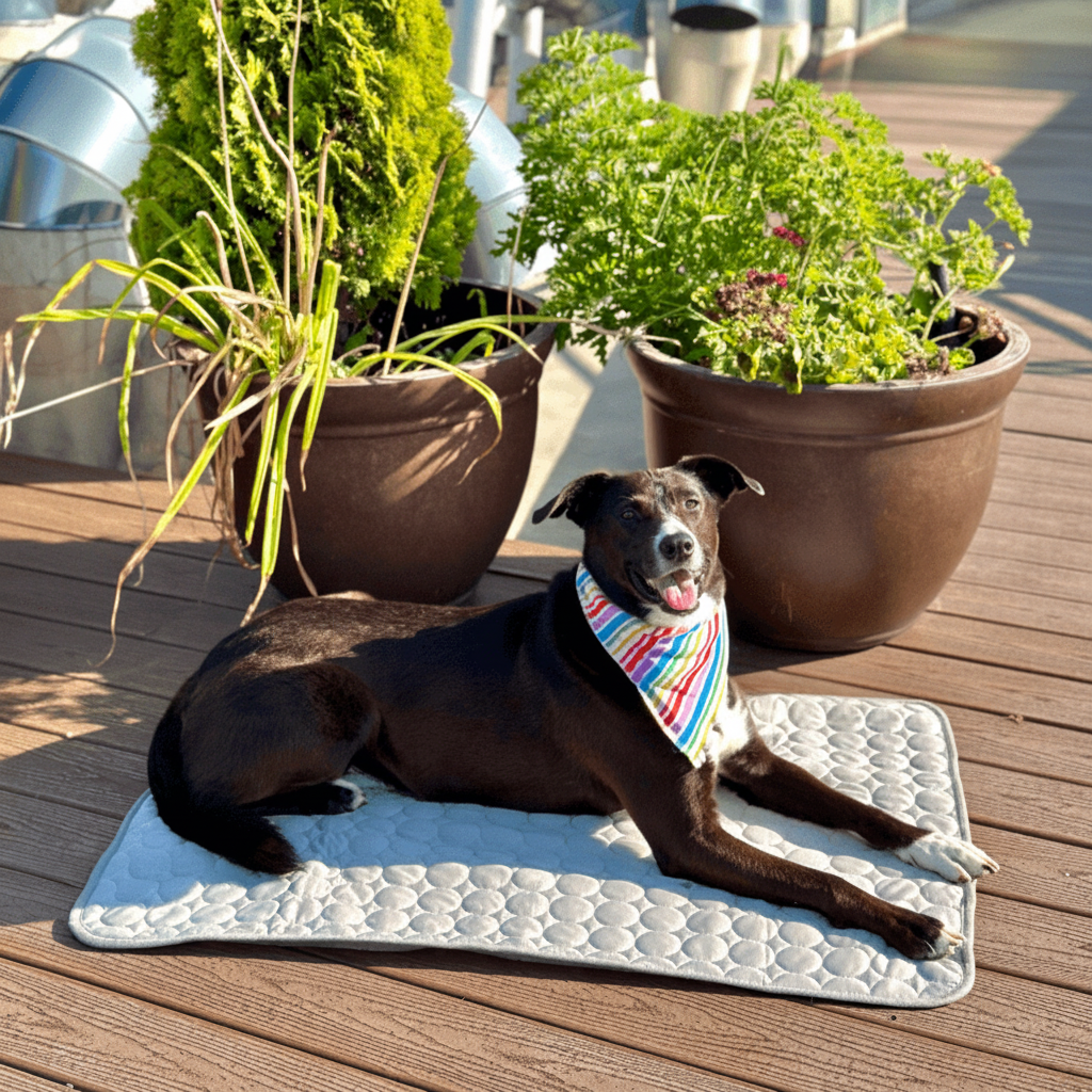 Tapete de Refrigeração Portátil para Cães