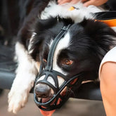 Focinheira para Cães – SafeBark Anti-Latido Ajustável, em Malha e Conforto Respirável